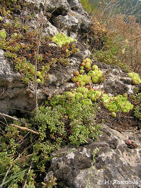 Detail obrázku