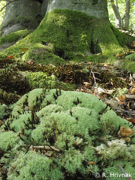 Detail obrázku