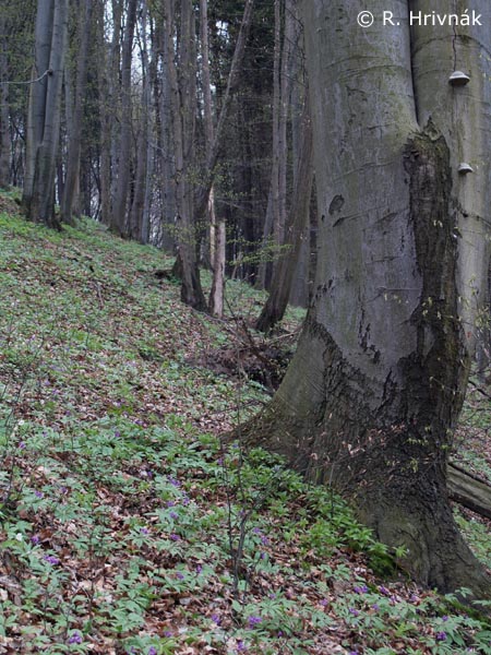 Detail obrázku