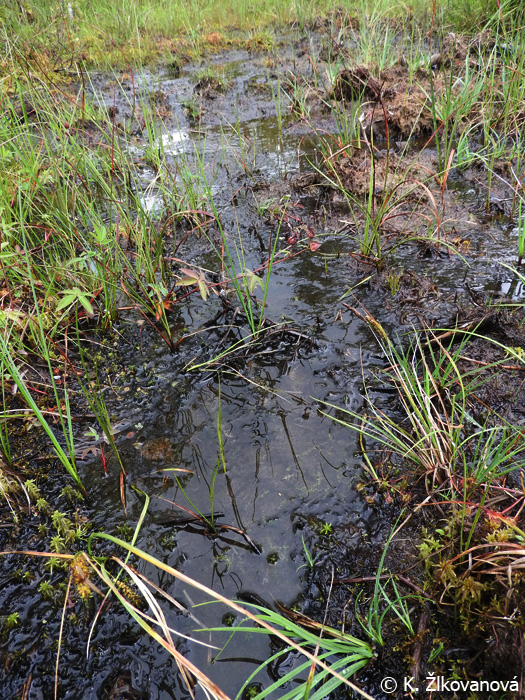 Detail obrázku