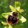 Ophrys sphegodes. Foto: J. Kučera