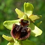 Ophrys sphegodes. Foto: J. Kuera